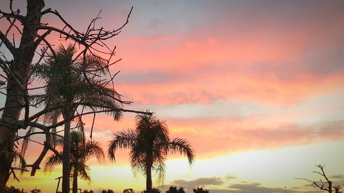 Silhouette of trees at sunset