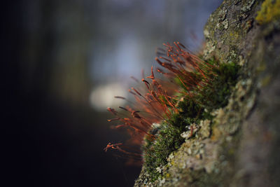 Close-up of moss growing on rock