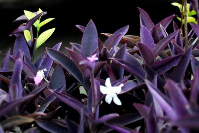 Close-up of purple flowers