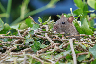 Close-up of squirrel