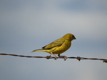 Low angle view of bird perching on cable against clear sky