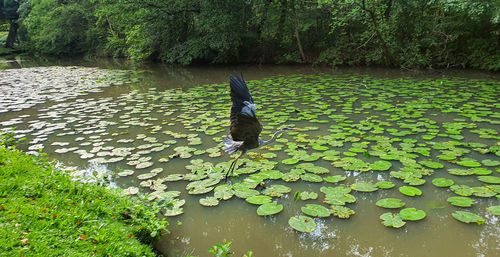 Bird perching on a lake