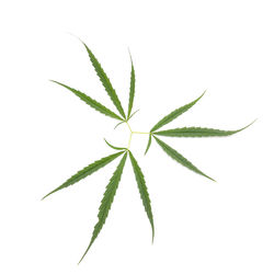 cannabis