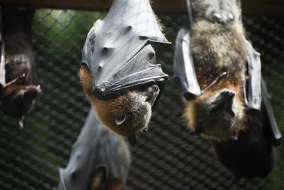 Close-up of bats against blurred background