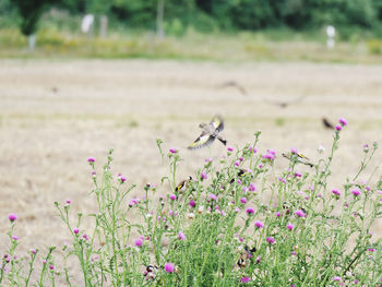 Goldfinch with pink flowering plants on field