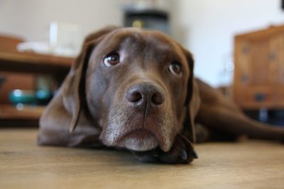 Close-up portrait of dog lying on table at home