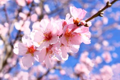 Close-up of pink almond blossom on the tree photo focus on foreground