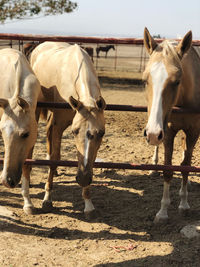 Horses in ranch