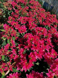 High angle view of pink flowering plants