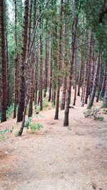 Trees in forest