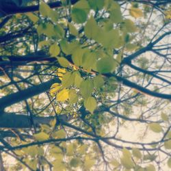 Close-up of leaves against blurred background