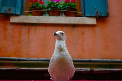 Close-up of bird perching on railing