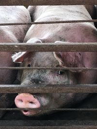 Close-up of animal sleeping in pen