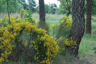 Trees in a forest