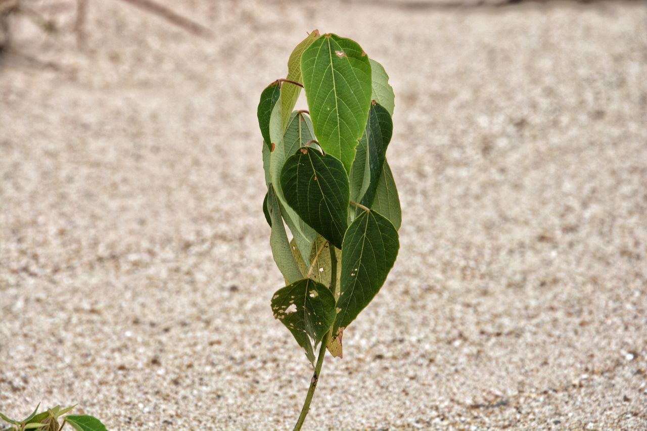 green color, close-up, leaf, plant, focus on foreground, freshness, new life, dew, growth, nature, no people, green, springtime, beauty in nature, land, sepal