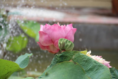 Close-up of pink rose