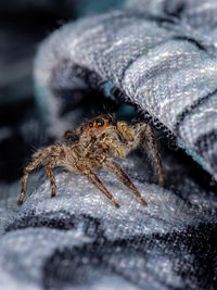 Close-up of spider