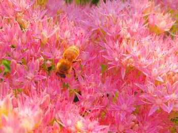 Close-up of pink flowers