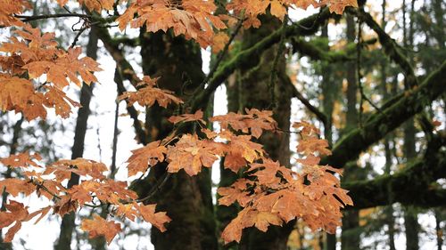 Close-up of maple leaves on tree