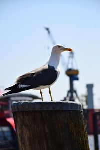 Close-up of seagull perching on wooden post