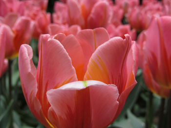 Close-up of red tulips blooming in park