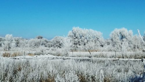 Bare trees on snow field against clear blue sky