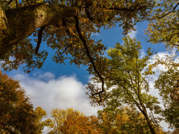 Low angle view of trees against sky