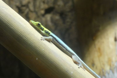 Close-up of lizard on wood