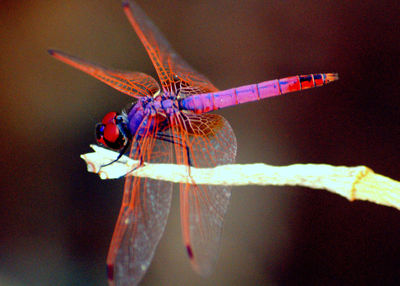 Close-up of an insect