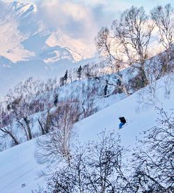 Bare trees on snow covered landscape