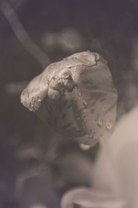 Close up of turtle in water