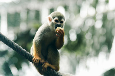 Monkey sitting on a tree