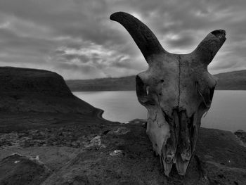 Close-up of animal skull