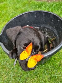 Close-up of a dog on field