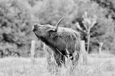 Happy cow..