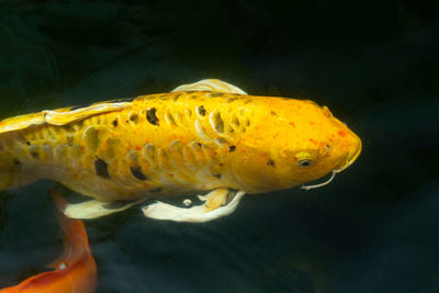 Close-up of fish swimming in sea