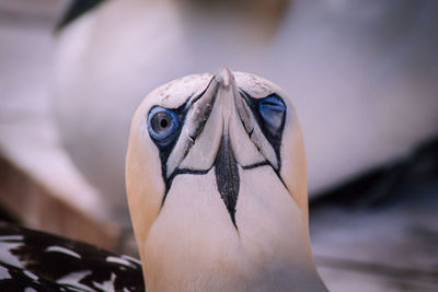 Close-up portrait of a bird