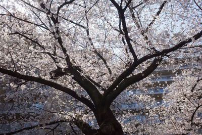 Low angle view of tree against sky