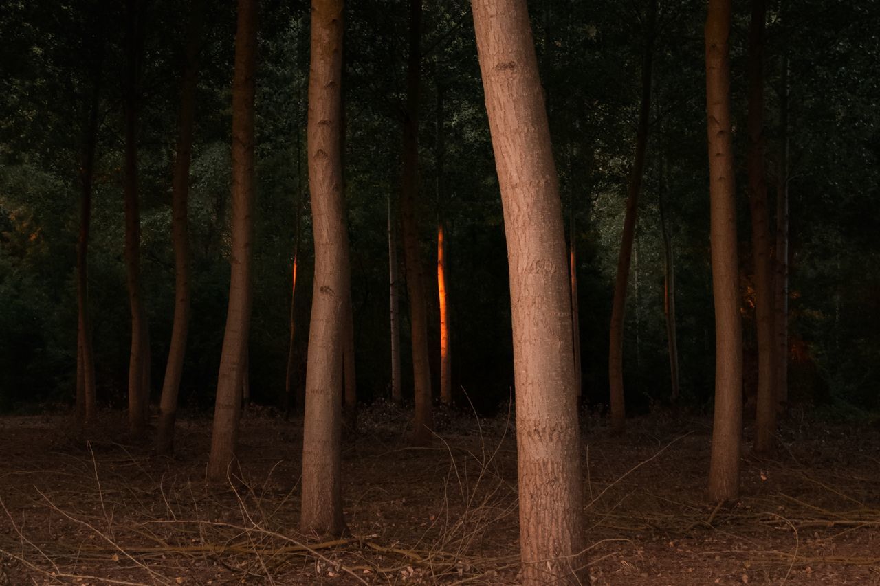 tree, forest, land, plant, tree trunk, trunk, woodland, nature, no people, tranquility, night, growth, non-urban scene, field, beauty in nature, tranquil scene, outdoors, scenics - nature, bamboo, bamboo - plant