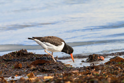 Bird on beach