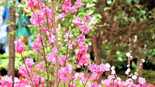 Close-up of pink flowering plant