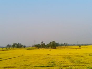 Scenic view of field against clear sky