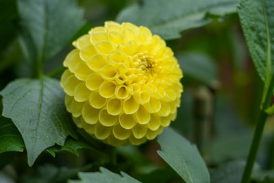 Close-up of yellow flowering plant