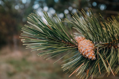 Close-up of pine tree