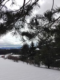 Trees on snow covered landscape