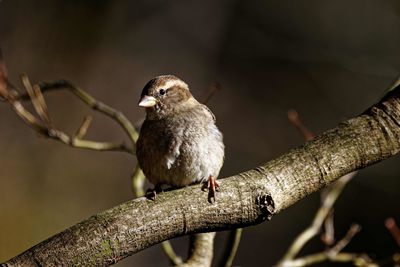 Close-up of bird perching on branch