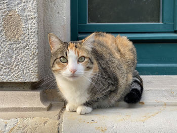 Portrait of cat on door step