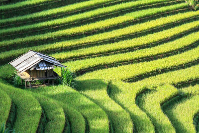 Scenic view of agricultural field