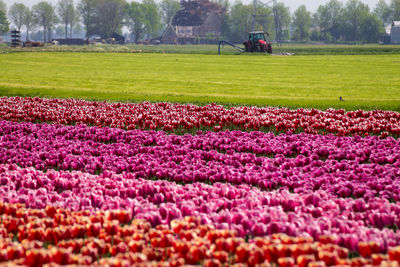 View of flowering plants on field