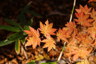 Close-up of autumnal leaves on plant